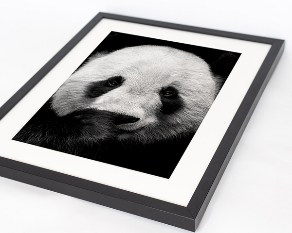 Liv Corday Giant Panda