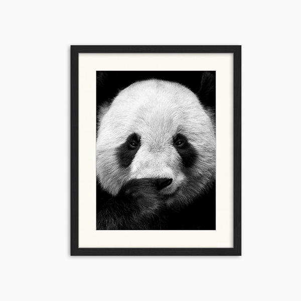 liv corday Giant Panda