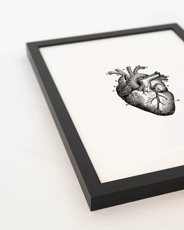 Liv Corday Human Heart