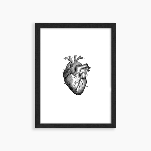 liv corday Human Heart
