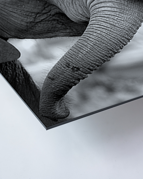 Liv Corday Love In The Jungle