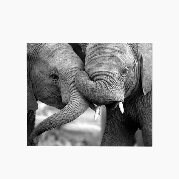 liv corday Love in the Jungle