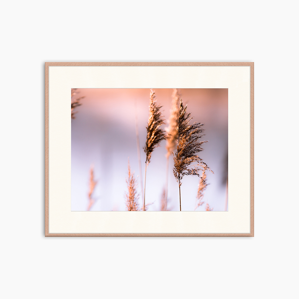 liv corday Pampagrass