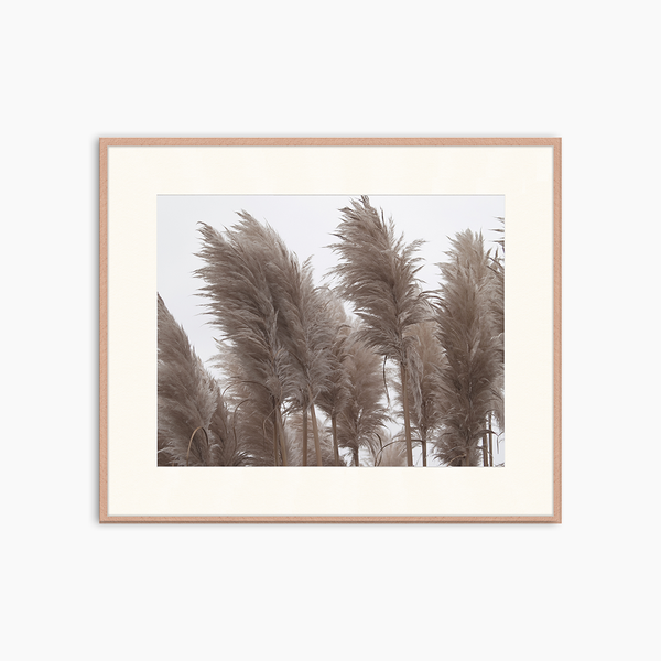 liv corday Pampas Grass