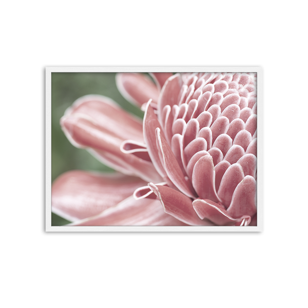 liv corday Pink Flower Close Up