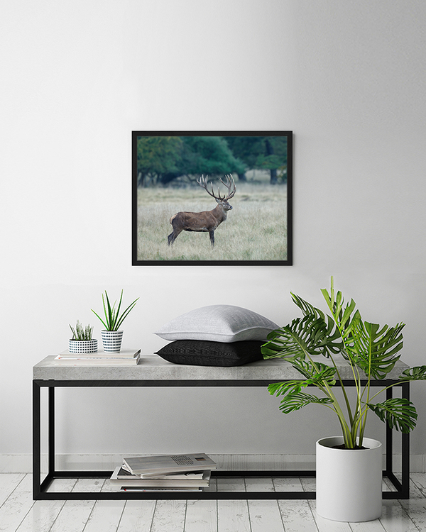 Liv Corday Red Deer In The Field