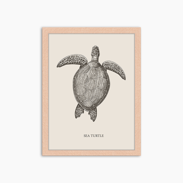 liv corday Sea Turtle