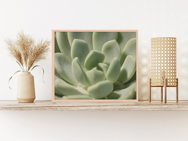 Liv Corday Succulent