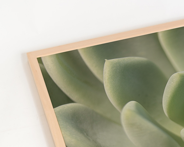 Liv Corday Succulent