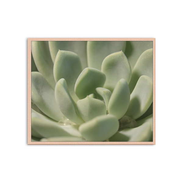liv corday Succulent