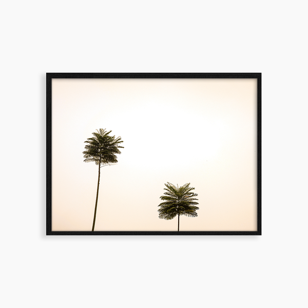 liv corday Tropical tree