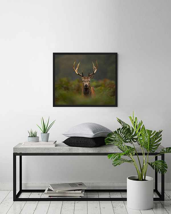 Liv Corday Young Red Deer Stag