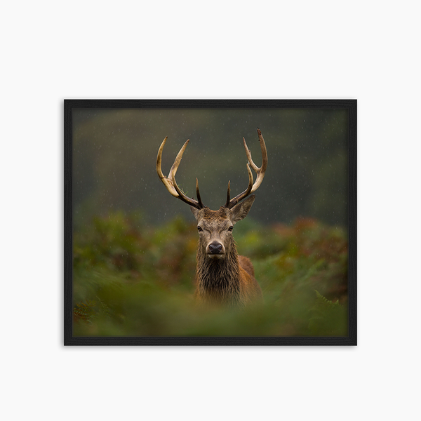 liv corday Young Red Deer Stag