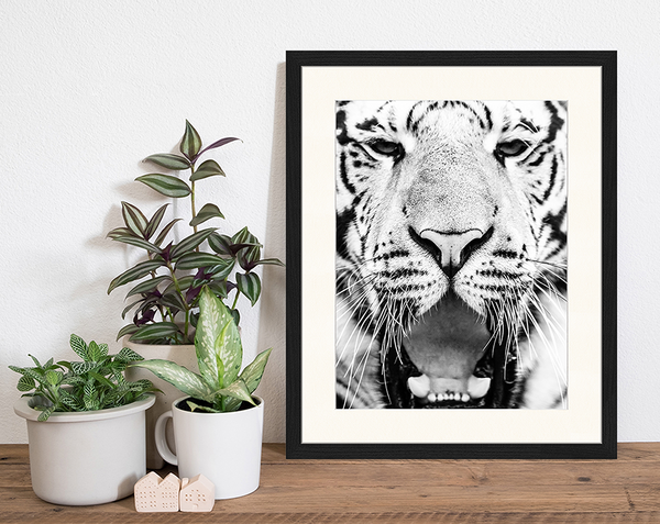 Liv Corday Young Siberian Tiger