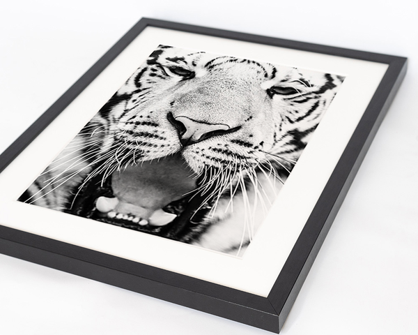 Liv Corday Young Siberian Tiger