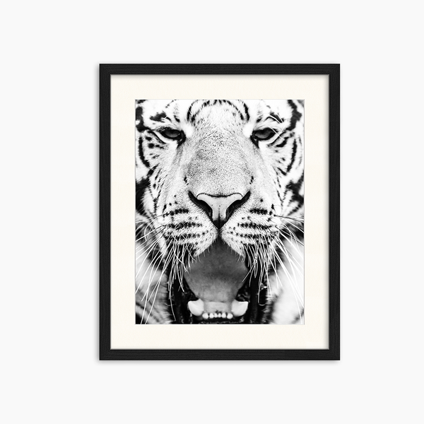 liv corday Young Siberian Tiger