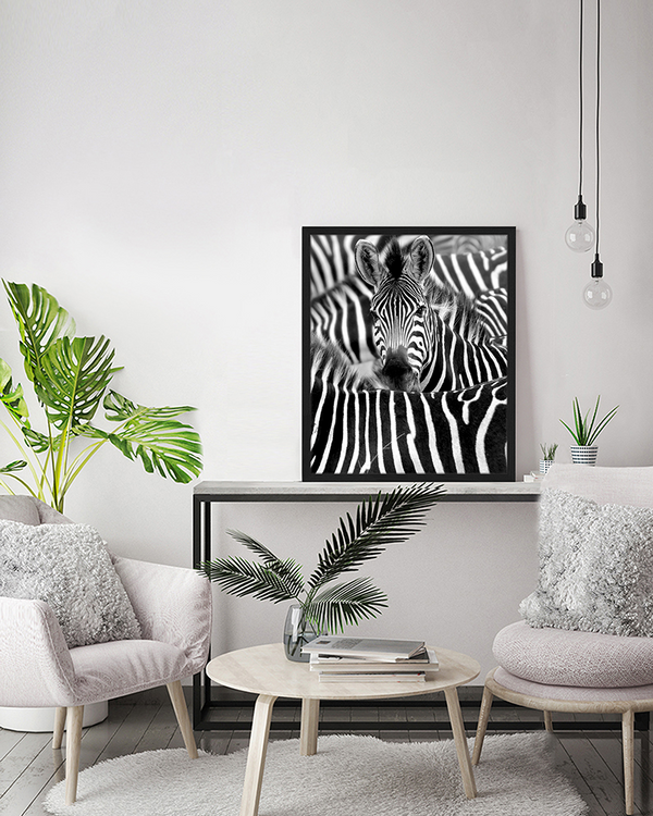 Liv Corday Zebra