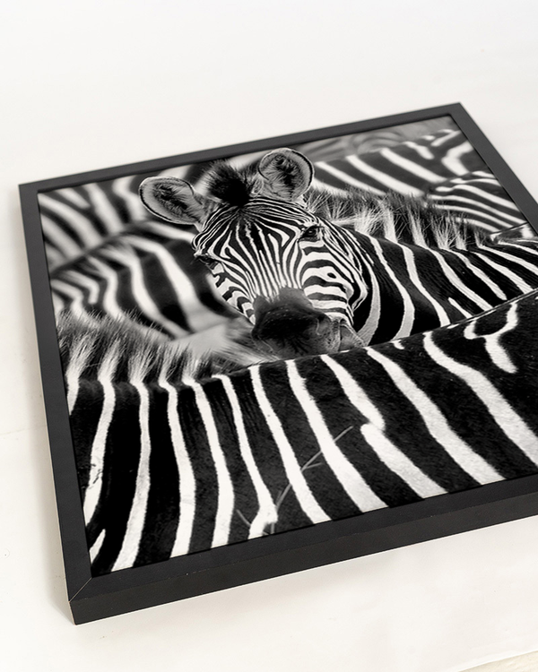 Liv Corday Zebra