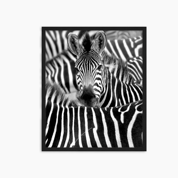 liv corday Zebra