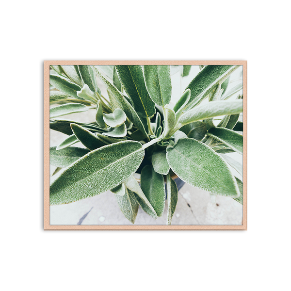 liv corday Zoom into Green