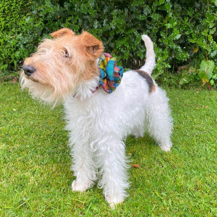 Lochcarron Of Scotland Buchanan Ancient Tartan Corsage Flower Brooch Pin