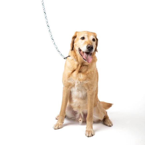 Lug Fetch Pet Collar And Leash Set