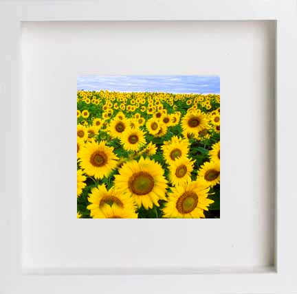 lumartos France Dordoigne Sunflowers 0270 – White Frame Wall Art – Framed Wall Art Print by Lumartos Premium Home Décor