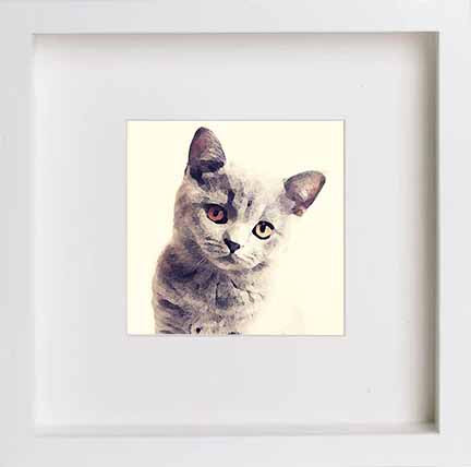 lumartos Pets British Shorthair Cat 0279 – White Frame Wall Art – Framed Wall Art Print by Lumartos Premium Home Décor