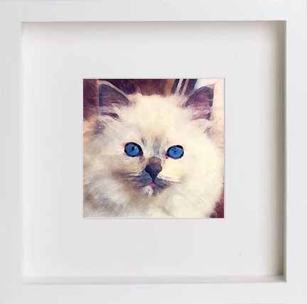 lumartos Pets Ragdoll Cat 0281 – 23cm x 23cm x 4.5cm Frame Wall Art – Framed Wall Art Print by Lumartos Premium Home Décor