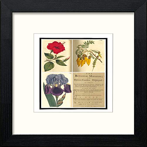 lumartos Vintage Botanical Poster – Black Wood Frame Wall Art – Framed Wall Art Print by Lumartos Premium Home Décor