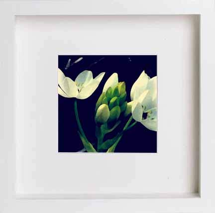 lumartos Vintage White Iris Flower – White Frame Wall Art – Framed Wall Art Print by Lumartos Premium Home Décor