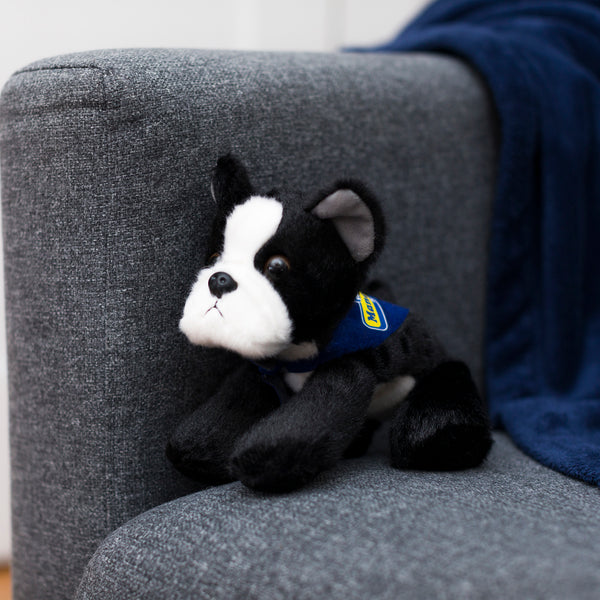 Mane 'n Tail Boston Terrier With Mane 'n Tail Blue Bandana