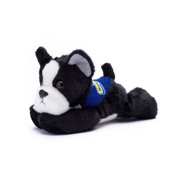 mane 'n tail Boston Terrier with Mane 'n Tail Blue Bandana