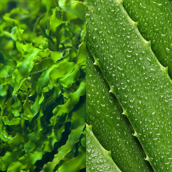 Mario Badescu Seaweed Cleansing Lotion Toner