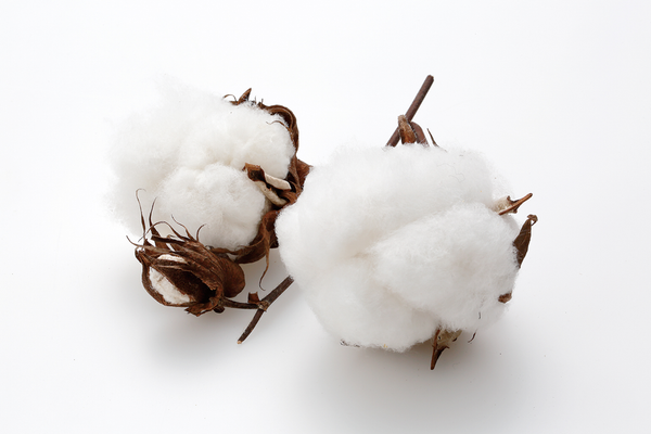 Nat 2 Fukuroya Thies 1856 ® X Fukuroya Nokori Fuku Hand Towel Pure Natural Undyed White S