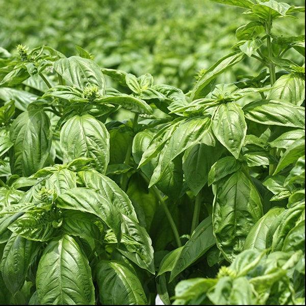 Nat 2 Fukuroya Thies 1856 ® X Fukuroya Shizuku Gauze Wash Towel Natural Dyed Basil Green