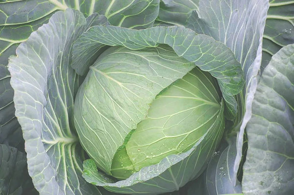 Nat 2 Fukuroya Thies 1856 ® X Fukuroya Shizuku Guest & Face Towel Natural Dyed Cabbage Green