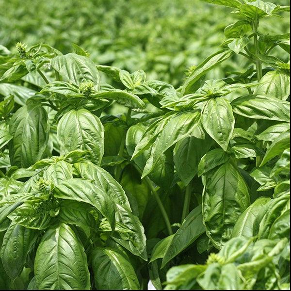 Nat 2 Fukuroya Thies 1856 ® X Fukuroya Shizuku Handkerchief Pocket Towel Natural Dyed Basil Green