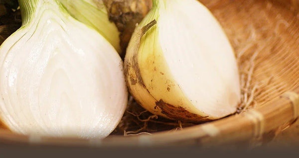 Nat 2 Fukuroya Thies 1856 ® X Fukuroya Shizuku Kitchen Towel Natural Dyed White Onion