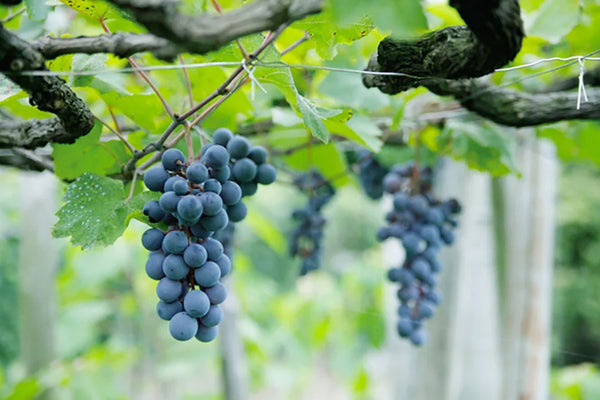 Nat 2 Fukuroya Thies 1856 ® X Fukuroya Shizuku Stole Red Wine Dyed Bordeaux