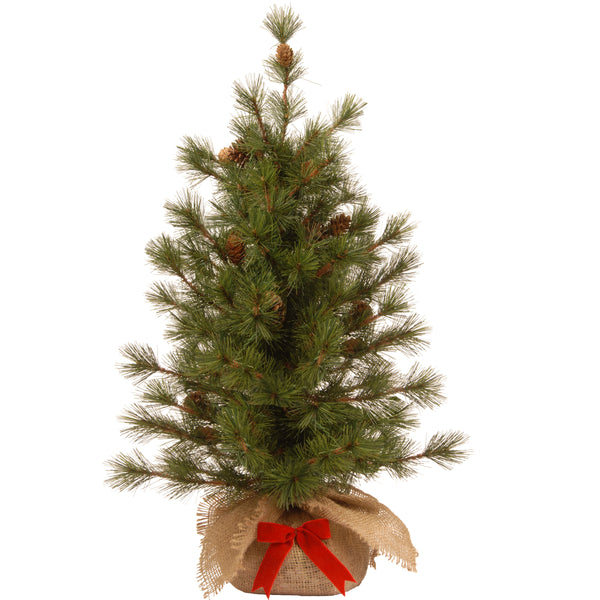 national tree company 3 ft. Bristle Cone Pine Tree national tree company 3 ft. Bristle Cone Pine Tree