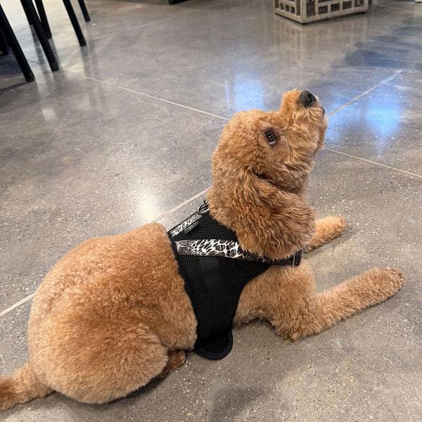 Natori Luxe Leopard Dog Harness Chestnut