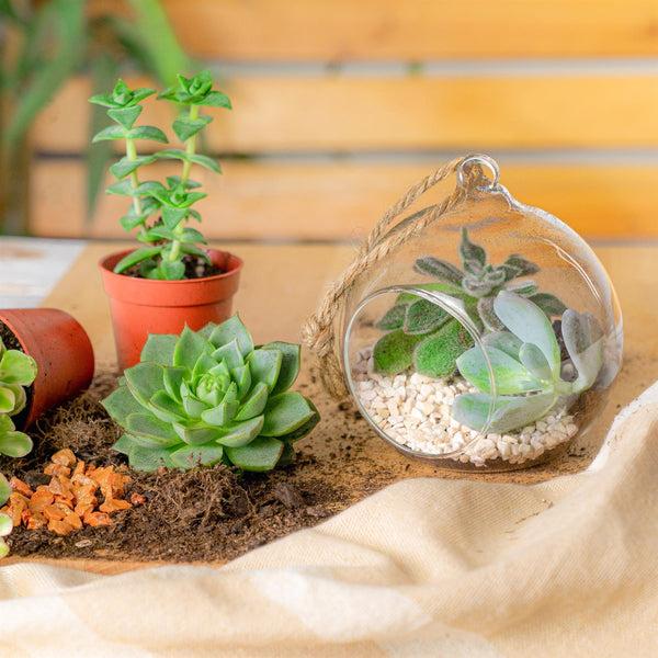 Nicola Spring 10cm Hanging Glass Succulent Terrarium