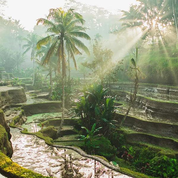 Nippon Kodo FRAGRANCE MEMORIES - FM 07 Bali Rain / Indonesia 15 Sticks (Bergamot Green Banana Earthy Green)