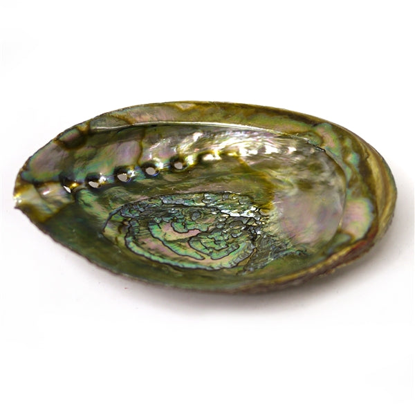 Nippon Kodo Abalone Shell With Wooden Stand