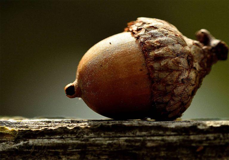 Noble Isle Lightning Oak Luxury Scented Candle