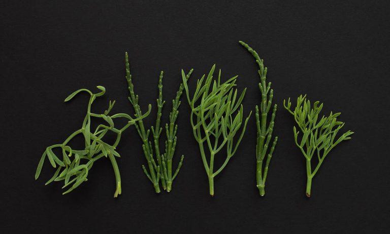 Noble Isle Wild Samphire Luxury Hand Sanitiser Gel