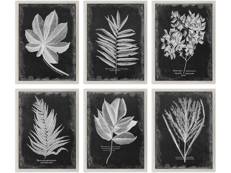 norrwood Uttermost Art Foliage Framed Prints Set/6 33671 at Norwood Furniture