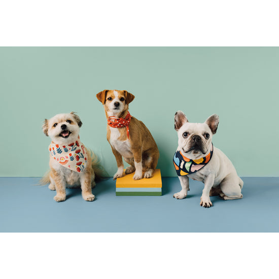 Now Designs Be Here Now Dog Bandana Set Of 2