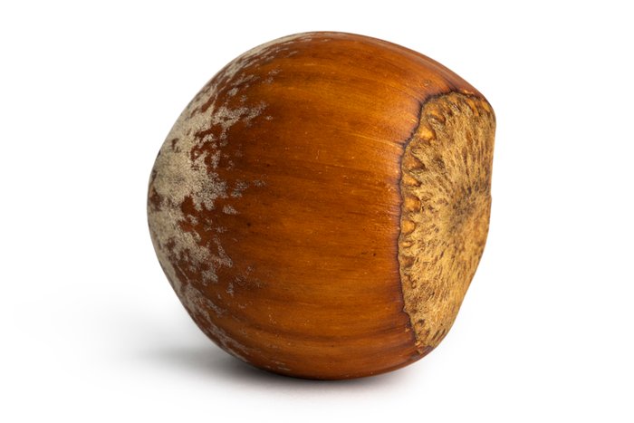 Nuts Hazelnuts / Filberts (In Shell)